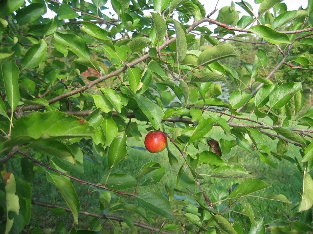Ukrasna jabuka